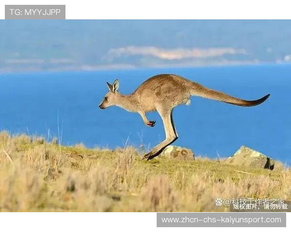 澳大利亚袋鼠队：国际赛再添金，实力强大，澳大利亚 袋鼠 你只关心